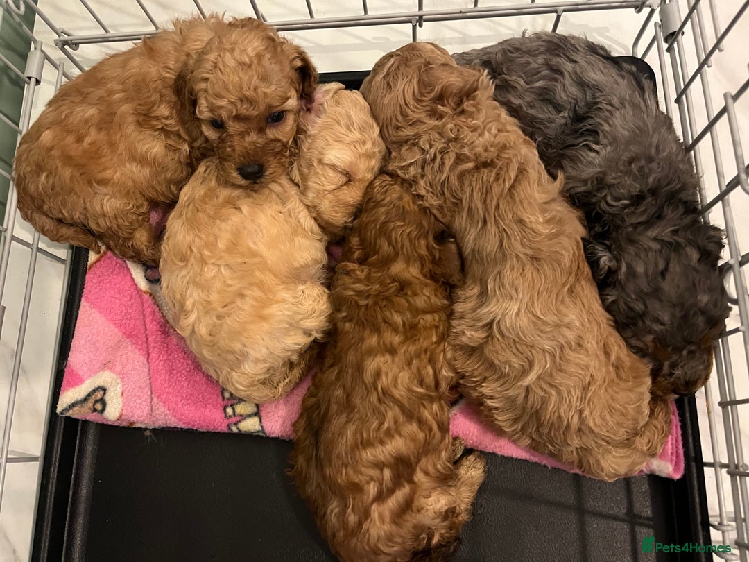 Miniature Poodle dogs for sale: Miniature poodle puppies  - Advert 5