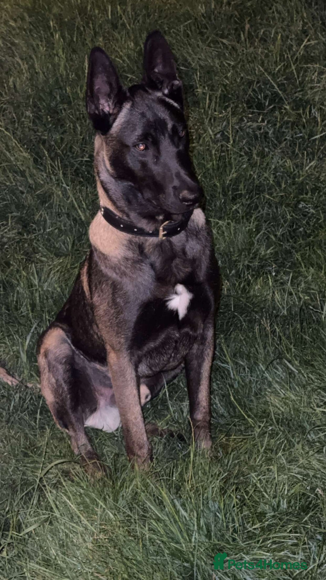 Belgian Shepherd Dog dogs for stud: Belgian malinois  - Advert 6