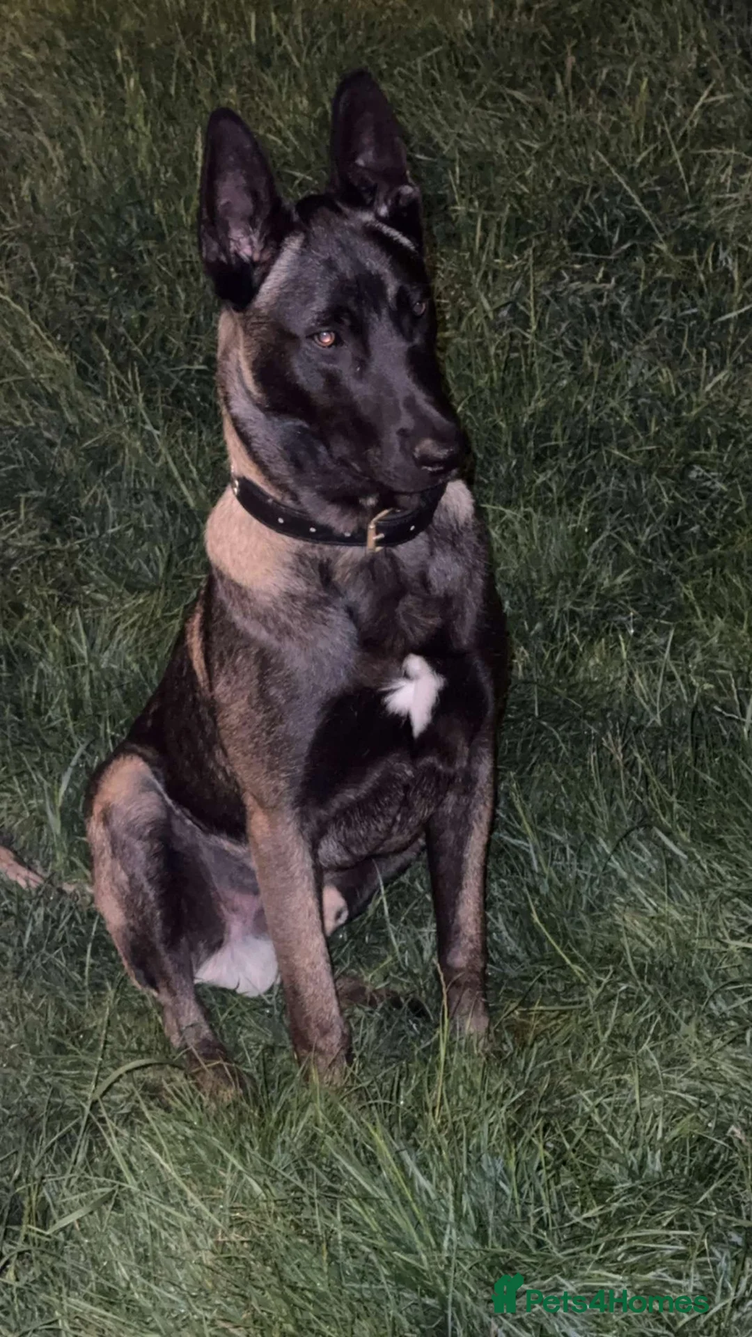 Belgian Shepherd Dog dogs for stud: Belgian malinois  - Advert 6