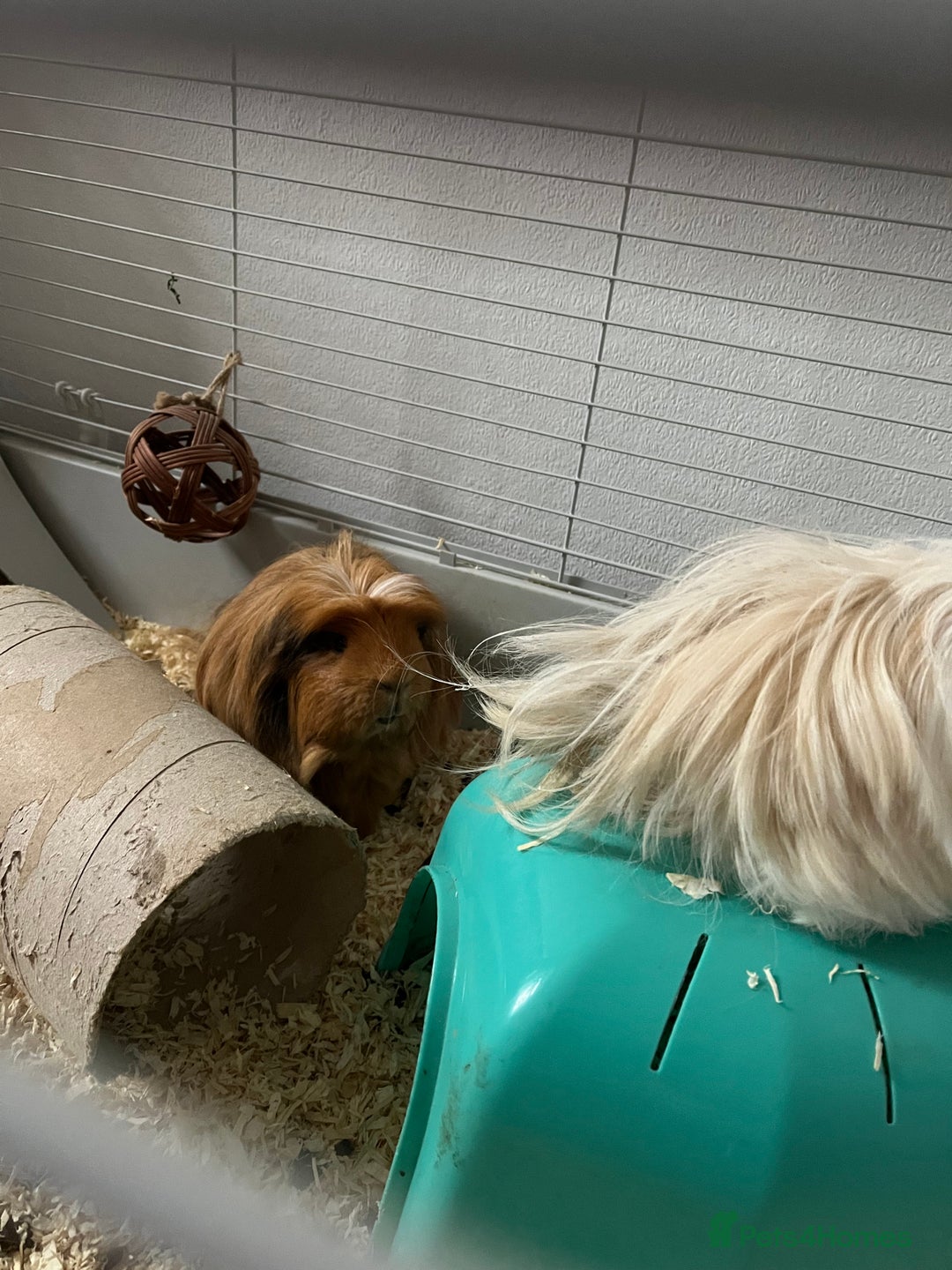 Guinea Pig rodents for sale: Guinea Pigs - Advert 4