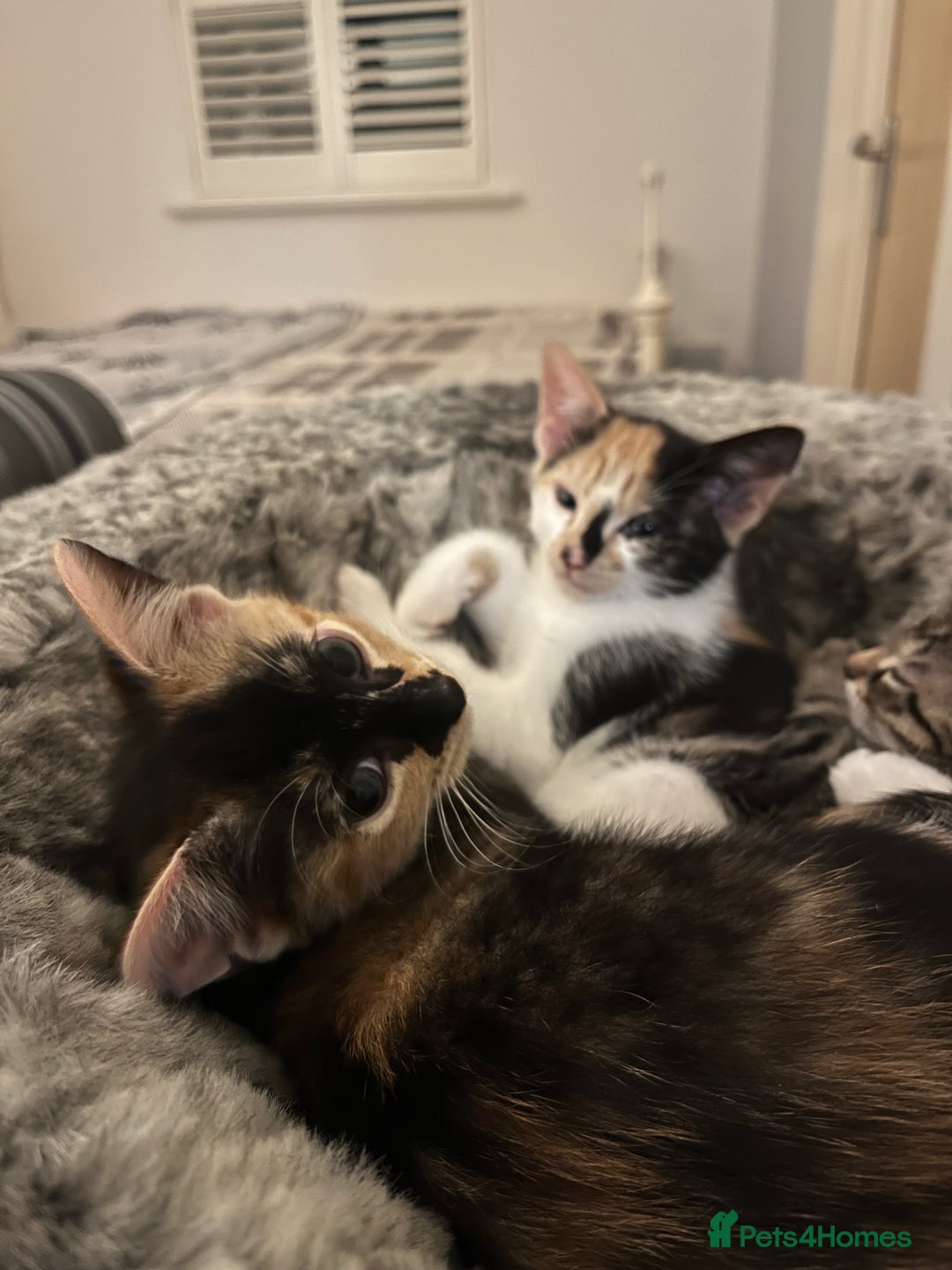 Mixed Breed cats for sale: 4 beautiful kittens looking for new homes  - Advert 3