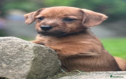 Mixed Breed dogs for sale: Stunning Daxi x Norfolk terrier  - Image 5