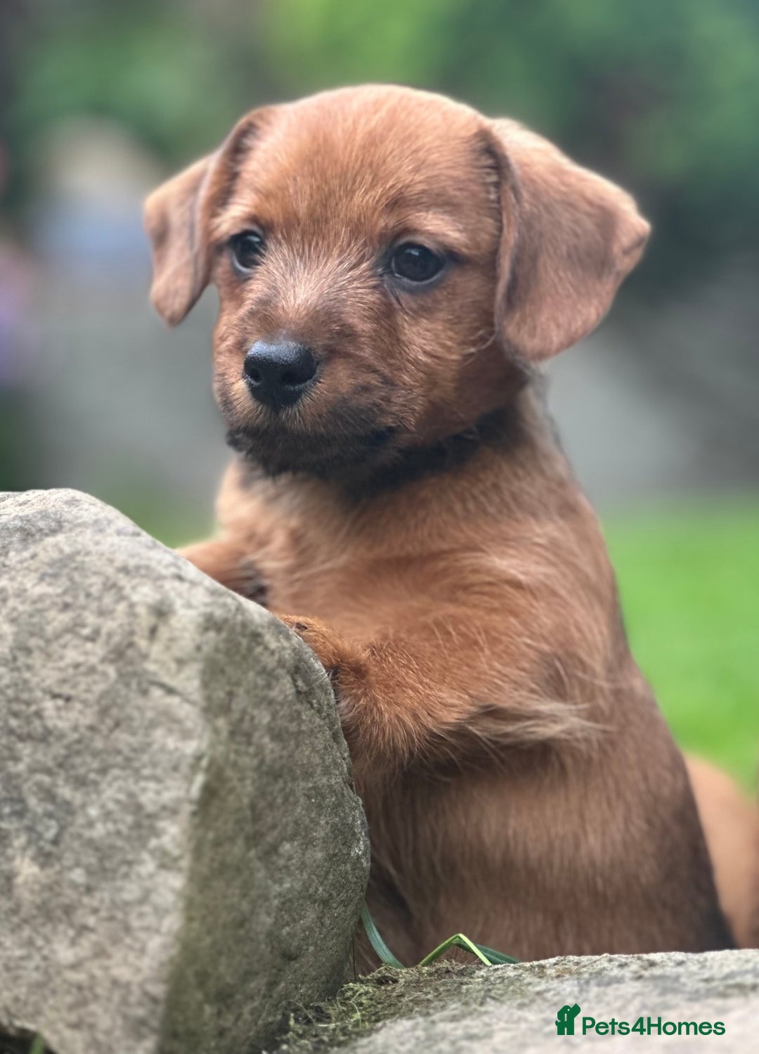 Mixed Breed dogs for sale: Stunning Daxi x Norfolk terrier  - Image 5
