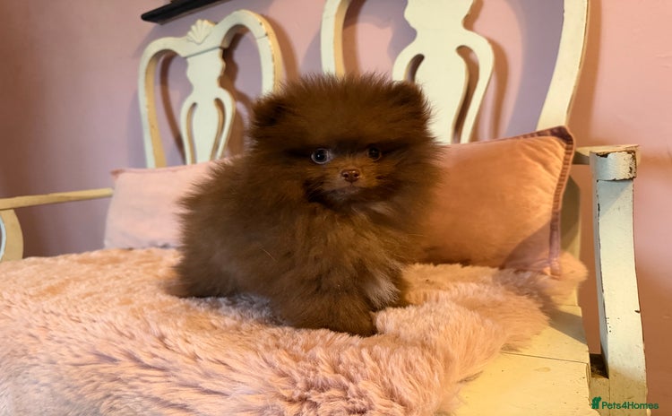 Pomeranian dogs - Advert 2