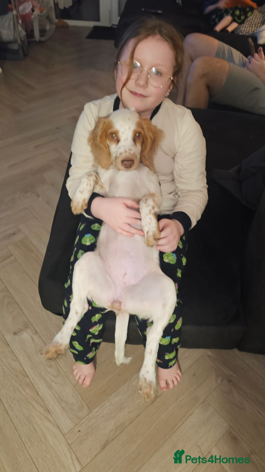 Cocker Spaniel dogs for sale: 2 cockerspaniels for rehoming together - Advert 11