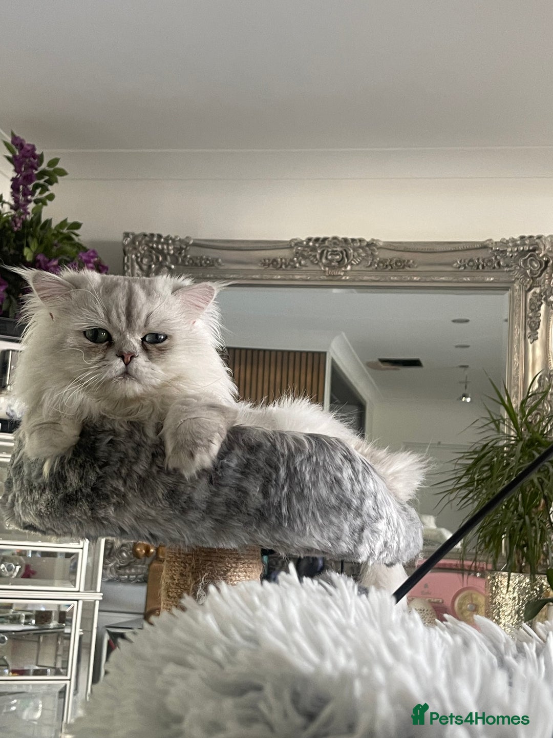 Persian cats for sale: Silver Persian chinchilla kittens  - Advert 12