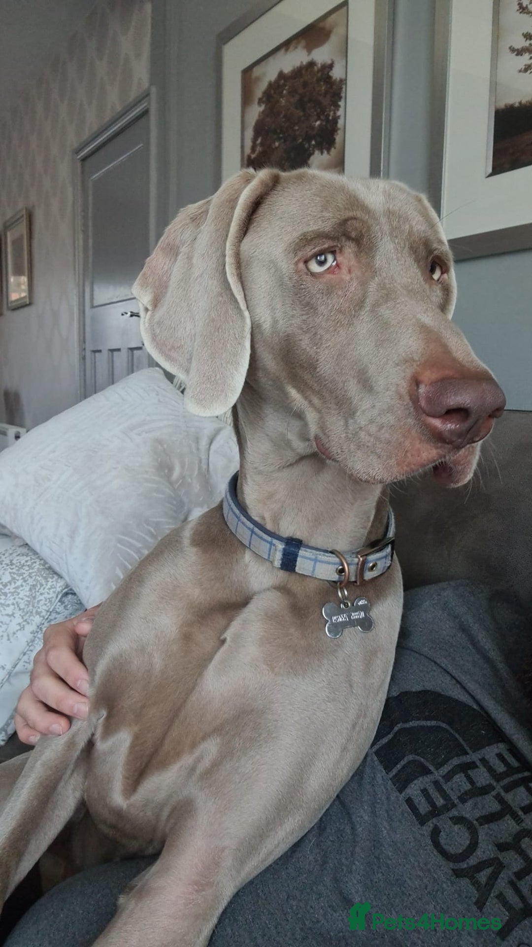 Weimaraner dogs for sale: Weimaraner Male - Image 1