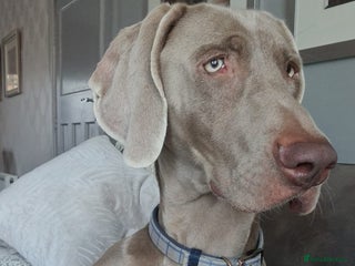 Weimaraner dogs for sale: Weimaraner Male - Advert 1