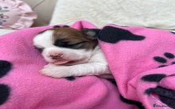 Lhasa Apso dogs for sale: Beautiful Lhasa apso puppies 🐶  - Image 22
