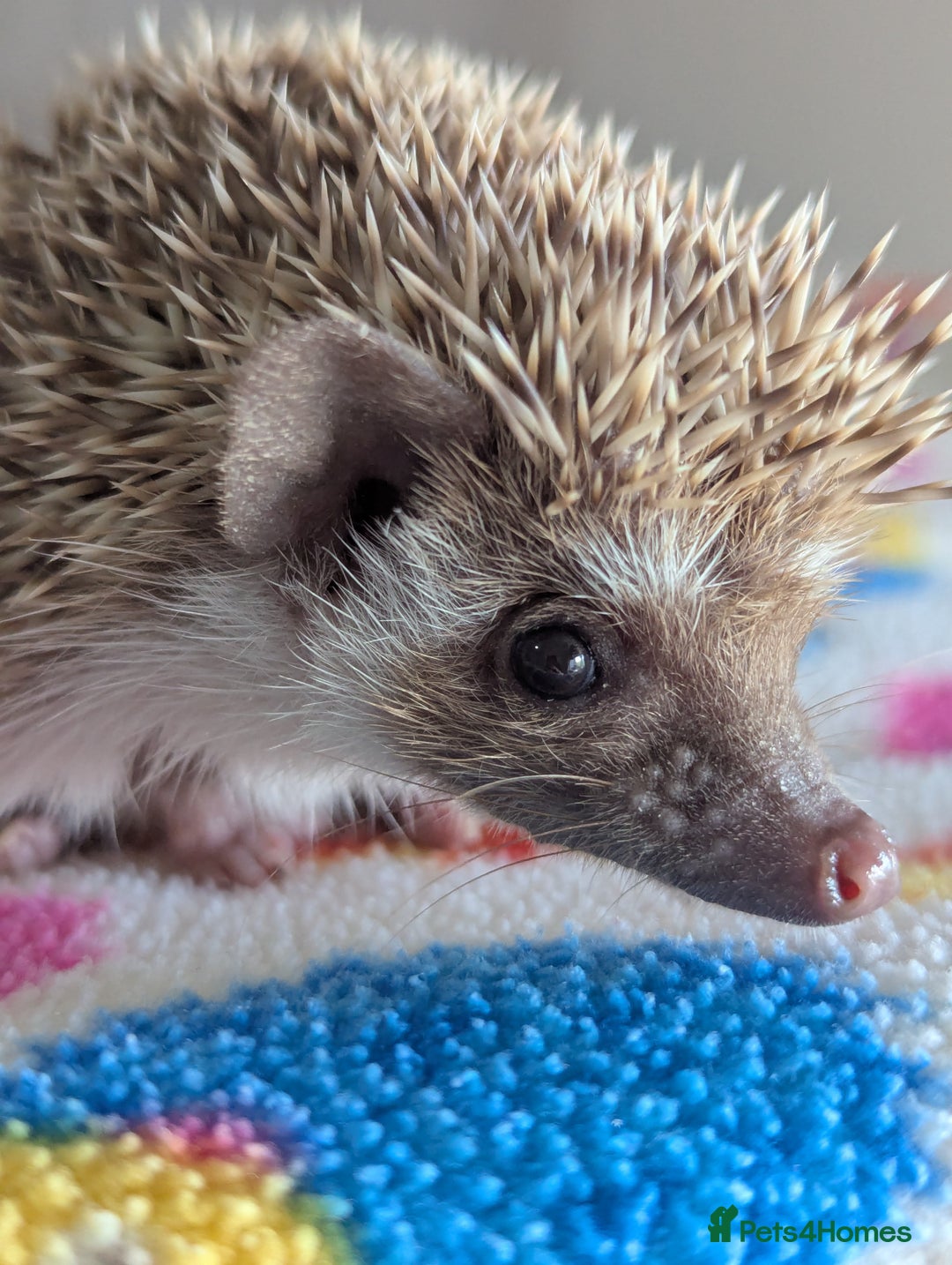 Pygmy Hedgehog rodents for sale: Last 2 Hoglets Remaining!! READY AND REDUCED!!! - Advert 7