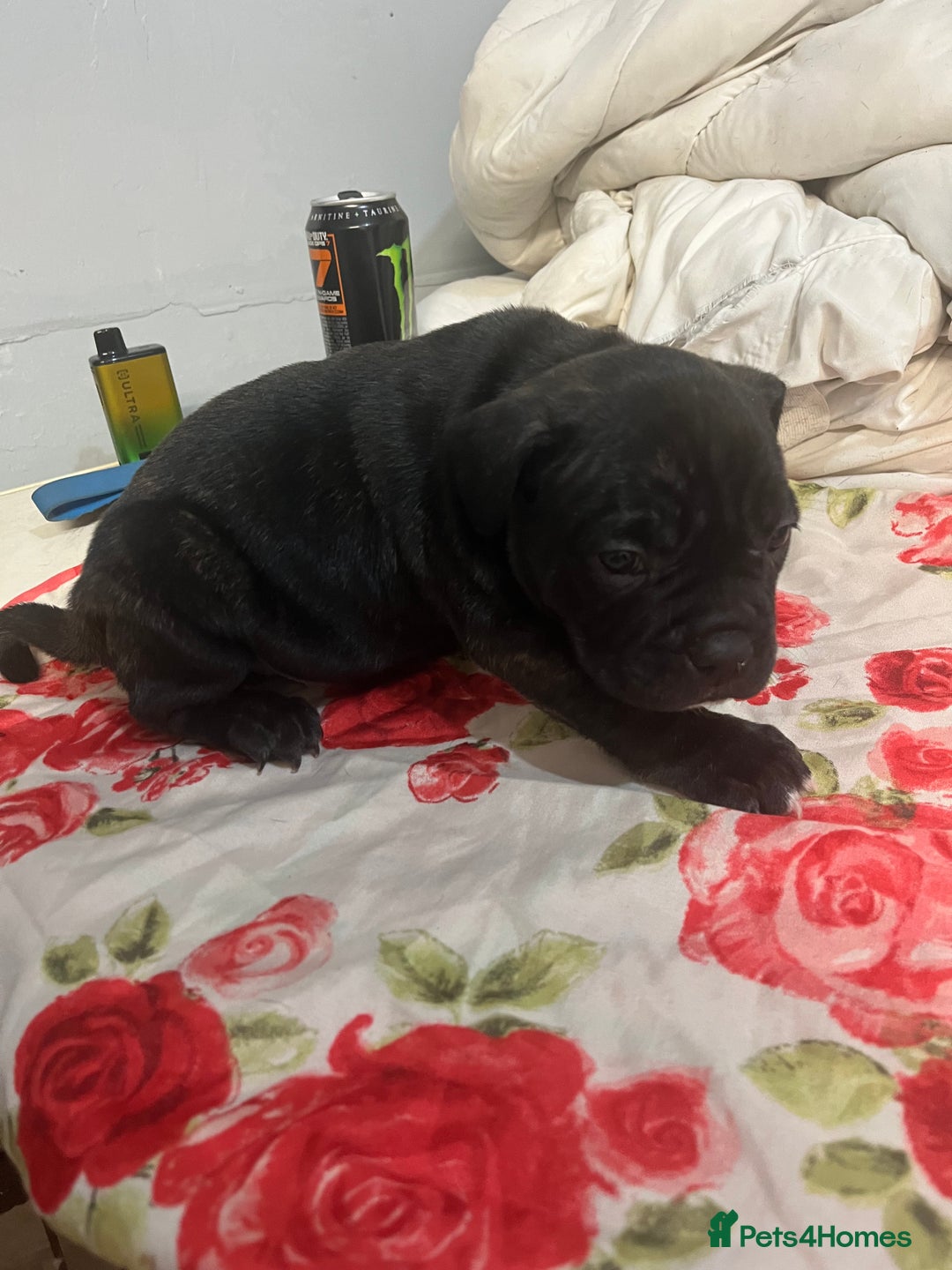Mixed Breed dogs for sale: Staff x frenchie  - Advert 4