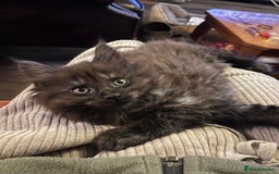 Maine Coon cats for sale: Now sold. TICA black smoke boy looking for a home - Image 7