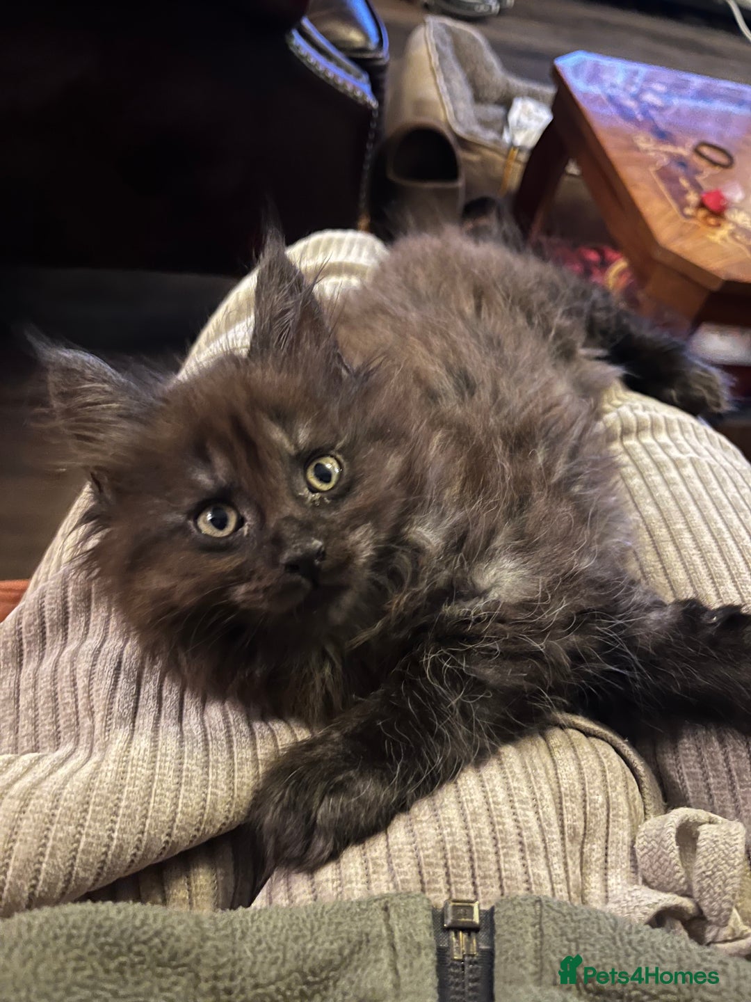 Maine Coon cats for sale: Now sold. TICA black smoke boy looking for a home - Image 7