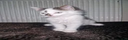 Mixed Breed cats for sale: Playful Cute fluffy kitten ready for a new home - Advert 10
