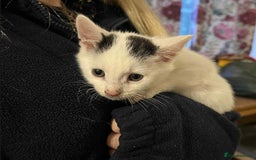 Mixed Breed cats for sale: Beautiful kittens for sale  - Image 2