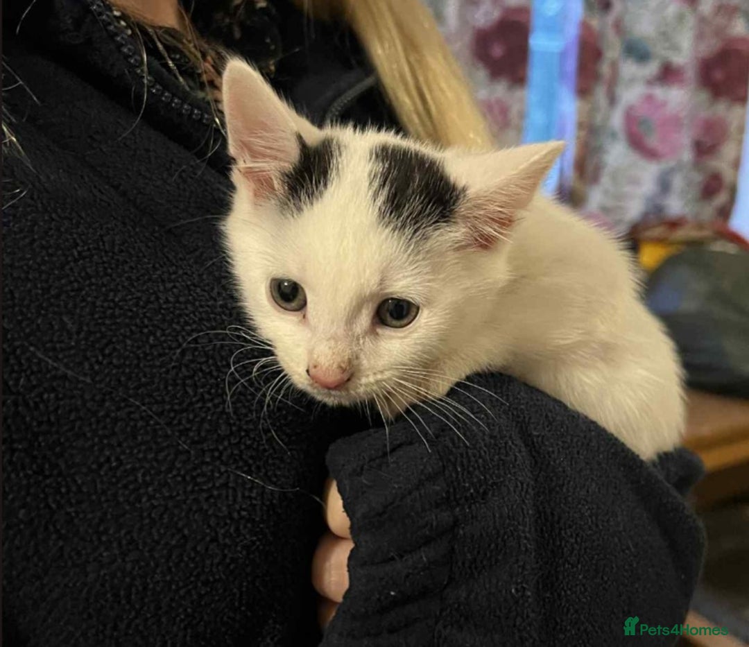 Mixed Breed cats for sale: Beautiful kittens for sale  - Image 2