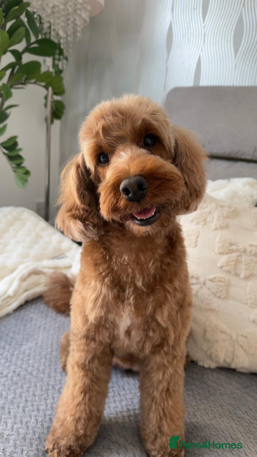 Cockapoo dogs Stunning Cockapoo puppies for sale  - Advert 14
