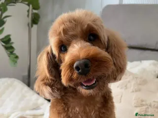 Cockapoo dogs Stunning Cockapoo puppies for sale - Advert 14