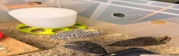 Quail poultry for sale: Female Coturnix x4  - Advert 7