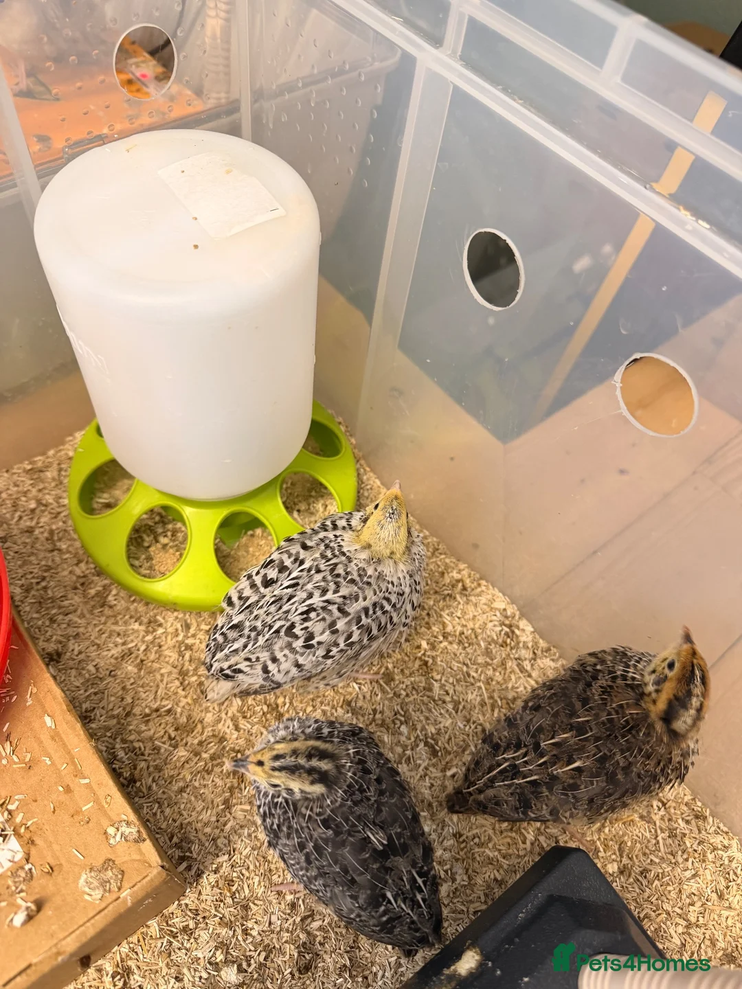 Quail poultry for sale: Female Coturnix x4  - Advert 7
