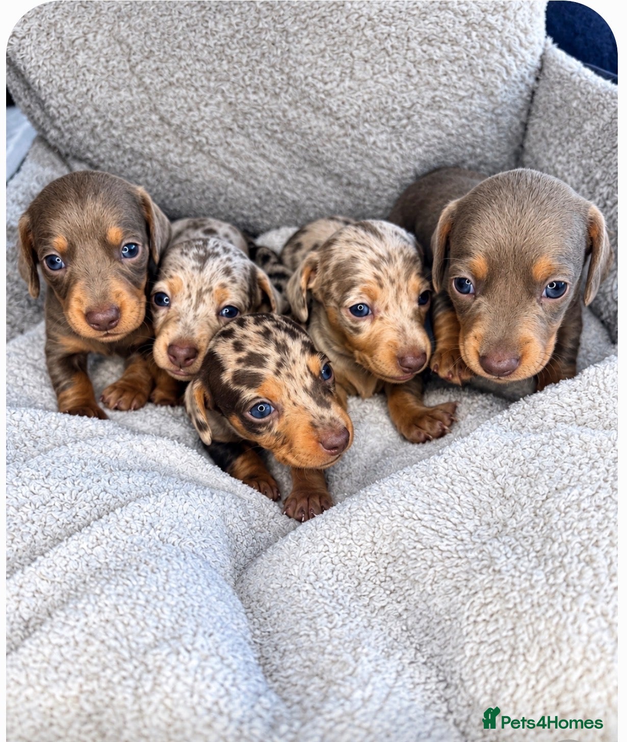 Miniature Dachshund dogs Miniature dachshund KC Registered  - Advert 1