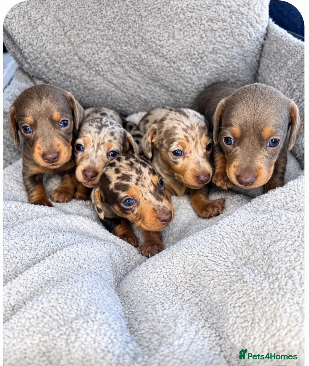 Miniature Dachshund dogs for sale: Miniature dachshund KC Registered  - Advert 1