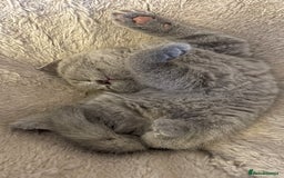 Scottish Fold cats for sale: 🐾 Scottish Fold Kittens – Sweet, Rare & Ready Now - Image 23