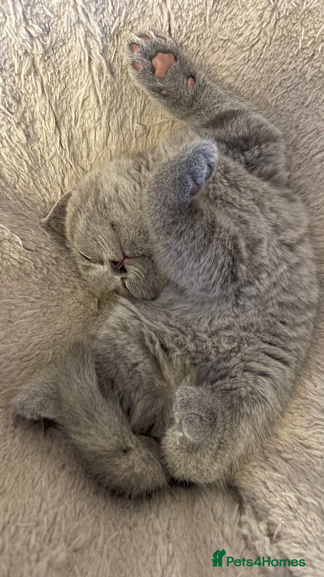 Scottish Fold cats for sale: 🐾 Scottish Fold Kittens – Sweet, Rare & Ready Now - Image 23