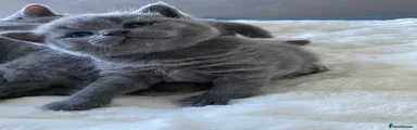 British Shorthair 3