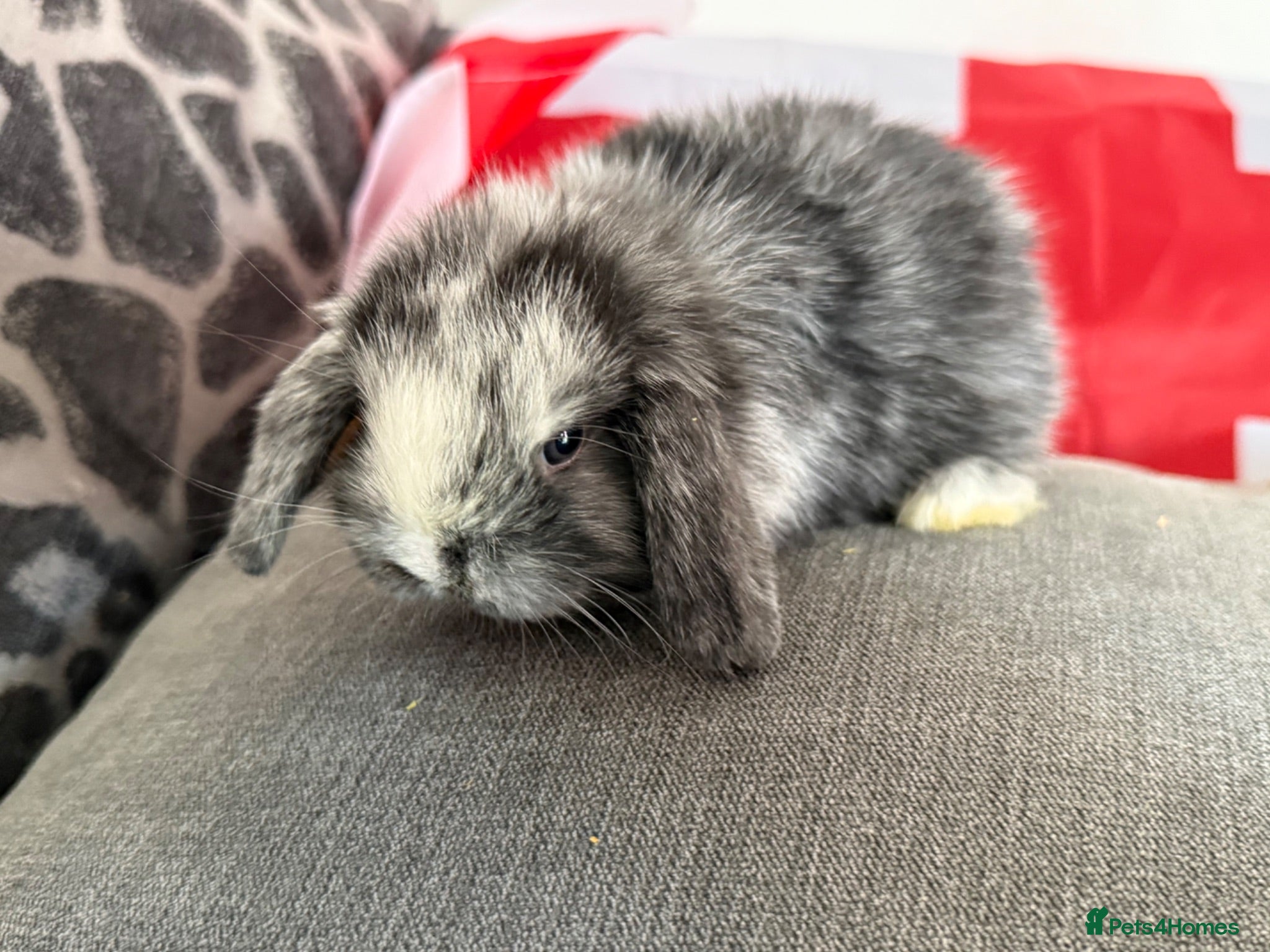 Mini Lop rabbits Please meet our gorgeous mini lops - Advert 2