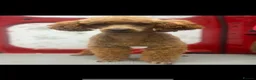 Cavapoo dogs for sale: Beautiful Extensively Health Tested F1 Cavapoos🐶 - Advert 7