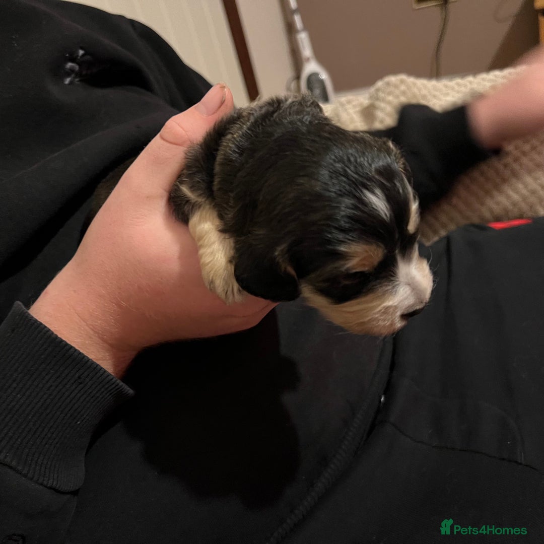 Cockapoo dogs for sale: F1b Cockerpoo puppies. - Image 8
