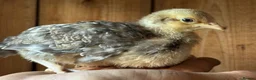 Chickens poultry for sale: Pure bred cream leg bar chicks - Advert 5