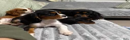 Cavalier King Charles Spaniel dogs for sale: KC Registered Health Tested CKCS Puppies - Advert 5