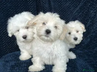 Maltese dogs 💙🩵💚🤎READY TO GO 3 BOY'S LEFT 💙💚🩵🤎 - Advert 6