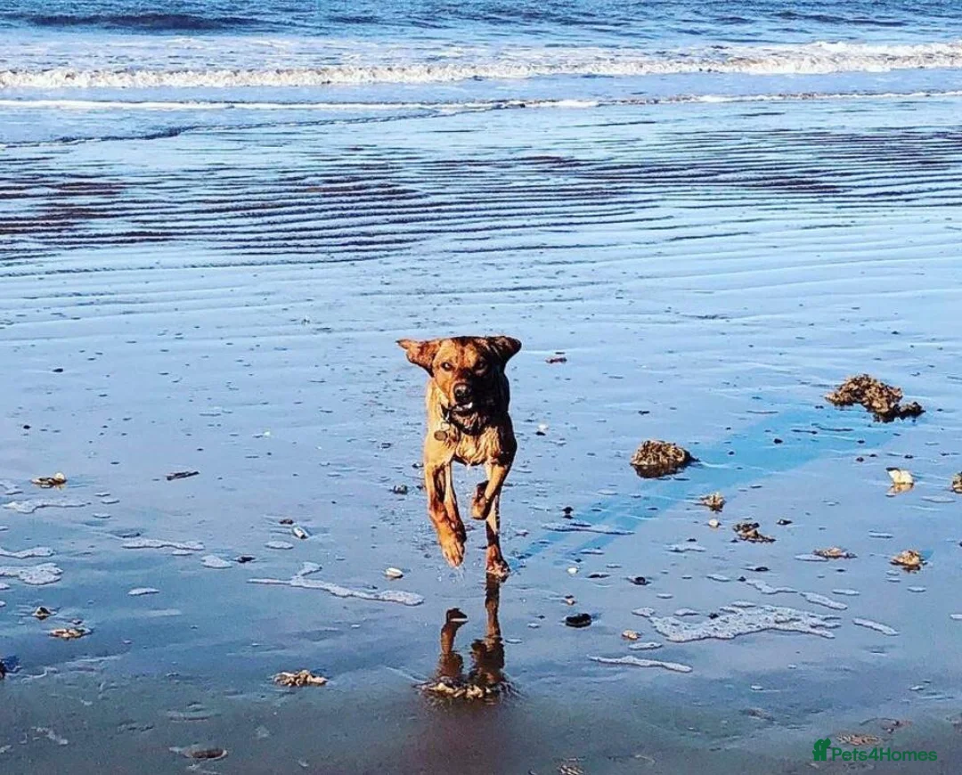 Labrador Retriever dogs for stud: Fox red Labrador available for stud - Proven in Melton Mowbray - Advert 9