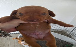 Dachshund dogs for sale: Dachshund tweenies for sale - Image 19