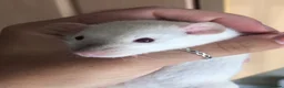 Rat rodents for sale: Baby dumbo rats - Advert 4