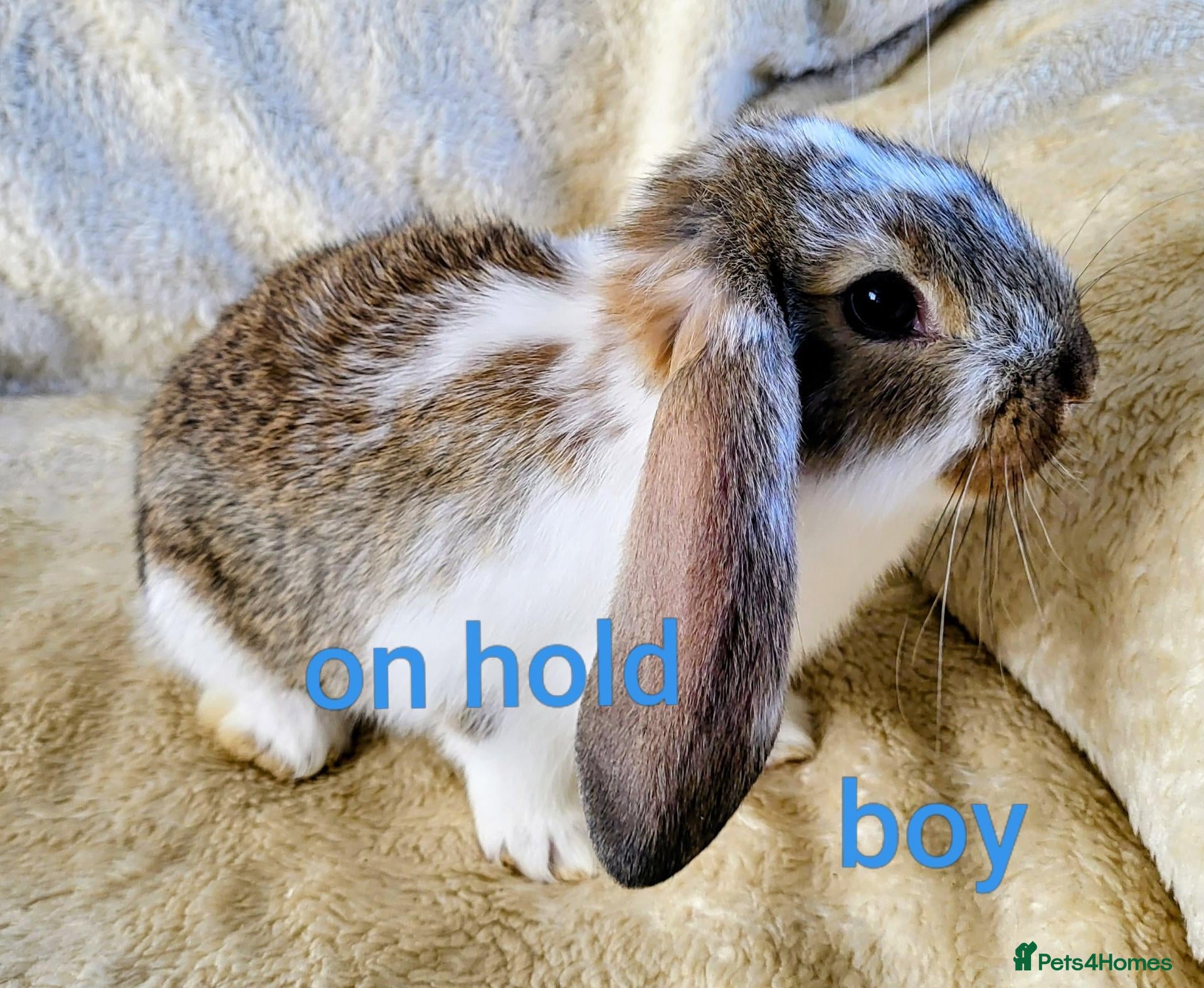 Mixed Breed rabbits for sale: French lop x mini lop - Advert 11