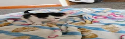 Manx cats for sale: Last Manx kitten - Advert 1
