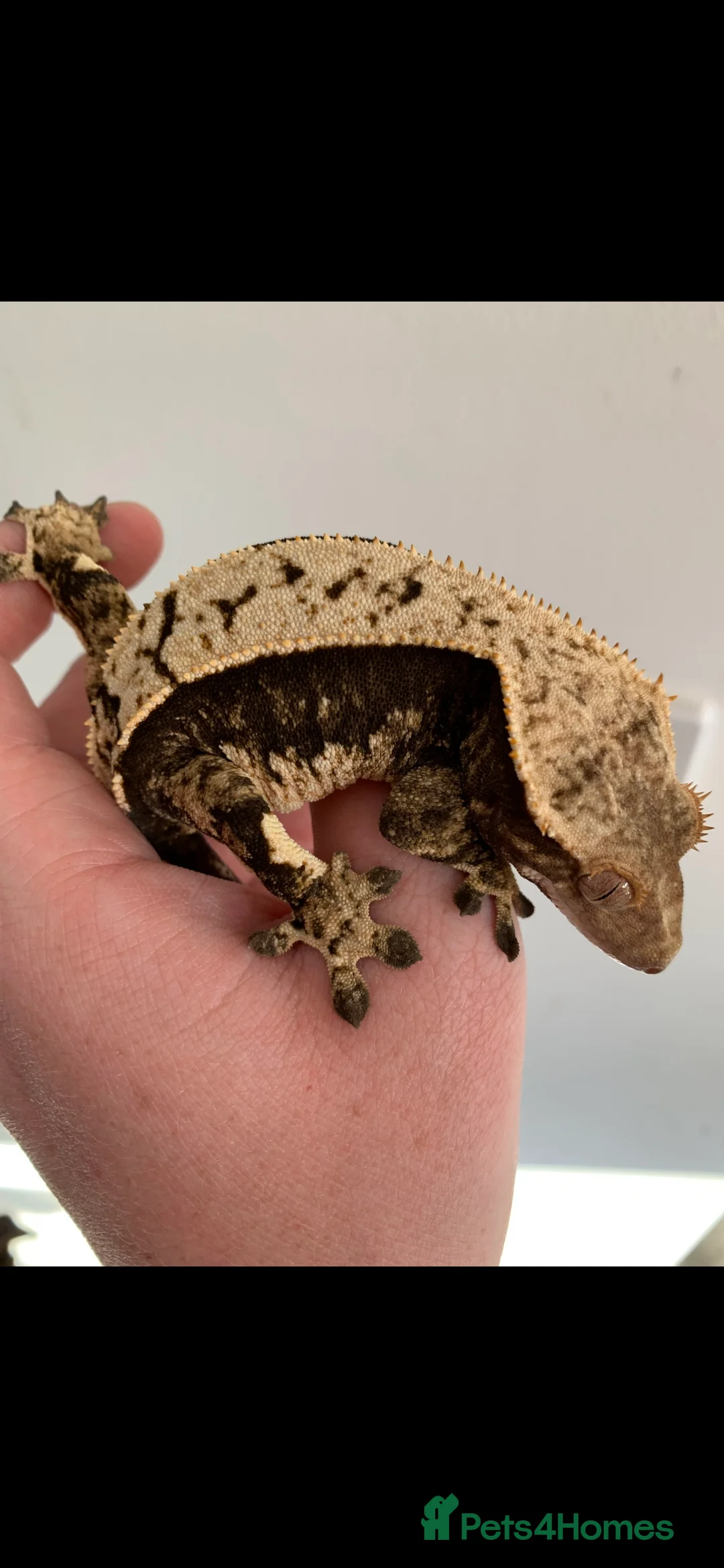 Gecko reptiles for sale: X3 Crested Geckos Male and Female - Advert 5