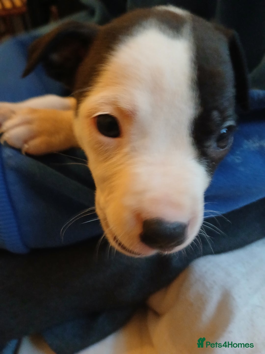 American Bull Staffy dogs for sale: Puppies  - Advert 11