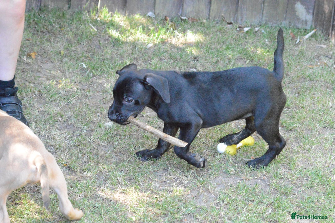 Mixed Breed dogs for sale: Mixed Breed Pups - Image 13