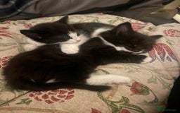 Mixed Breed cats for sale: Part main coon kittens  - Image 2