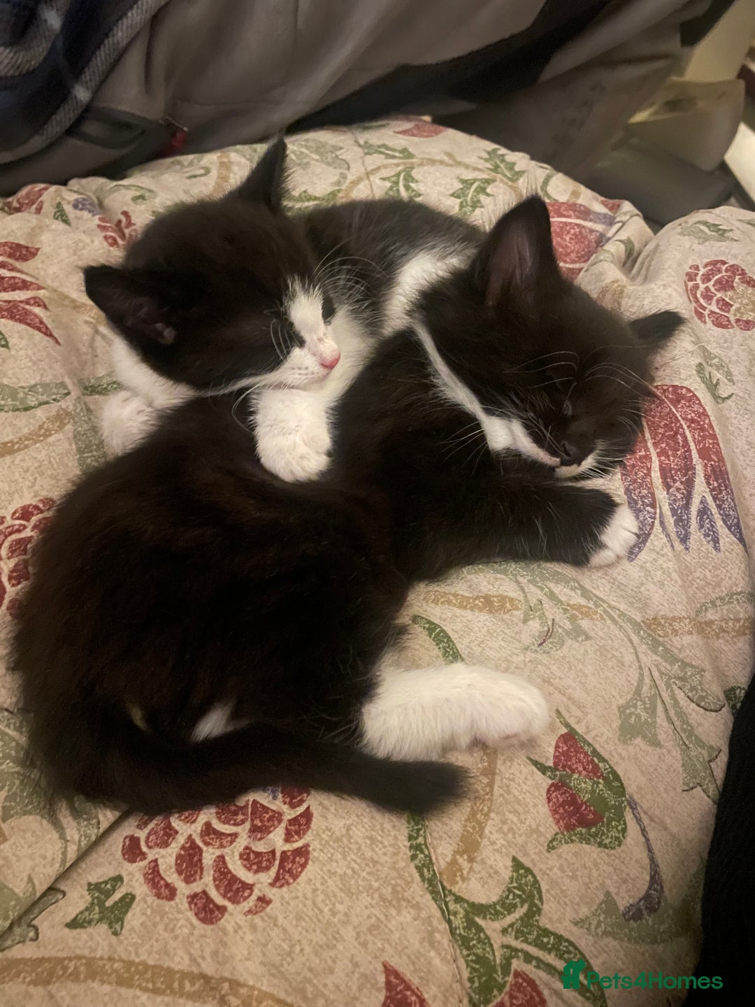 Mixed Breed cats for sale: Part main coon kittens  - Image 2