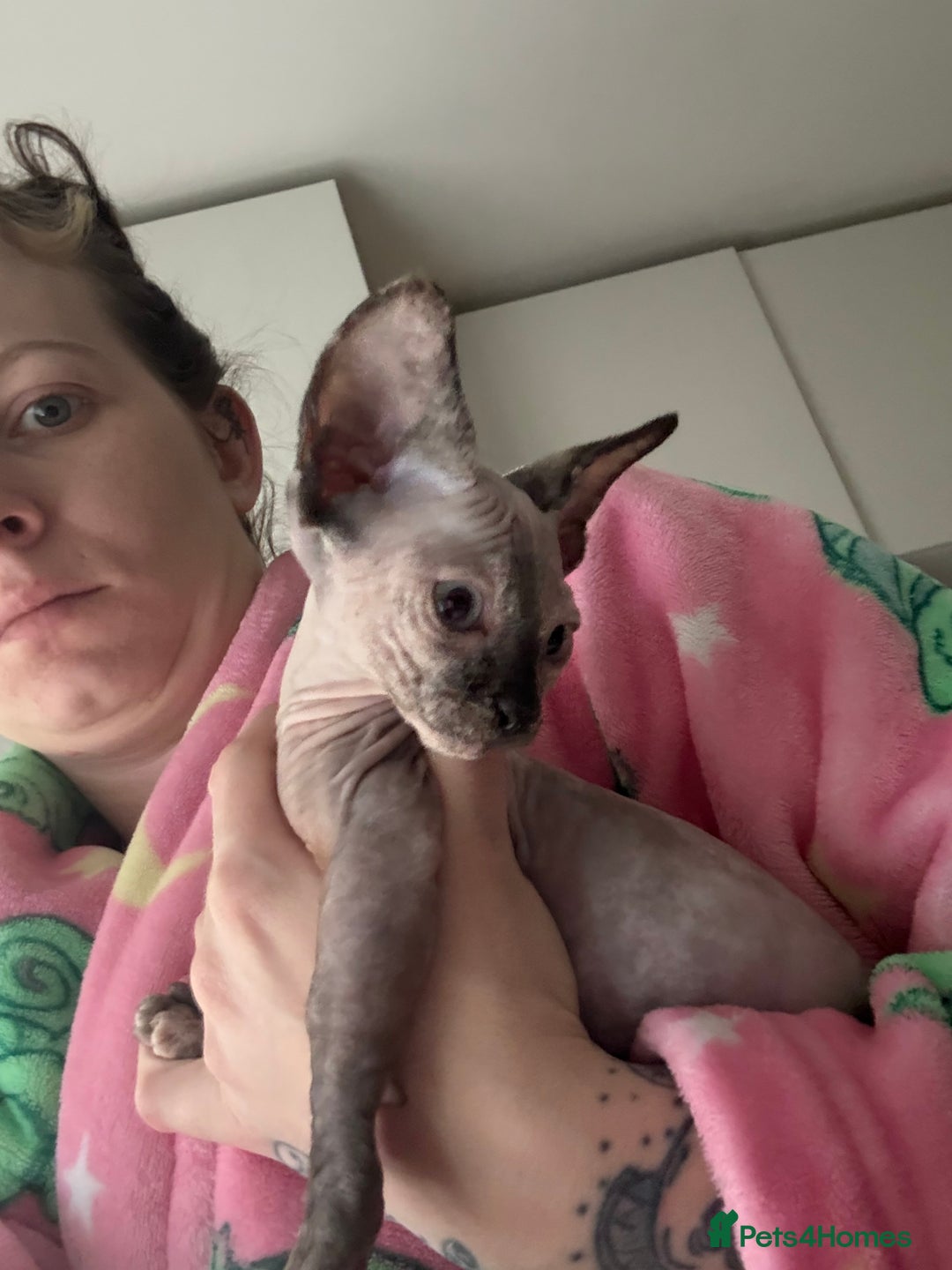 Sphynx cats for sale: Female bambino Sphynx  - Advert 4