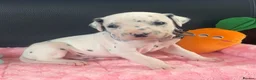 Dalmatian dogs for sale: Beautiful Dalmatian puppies ready to reserve  - Advert 16