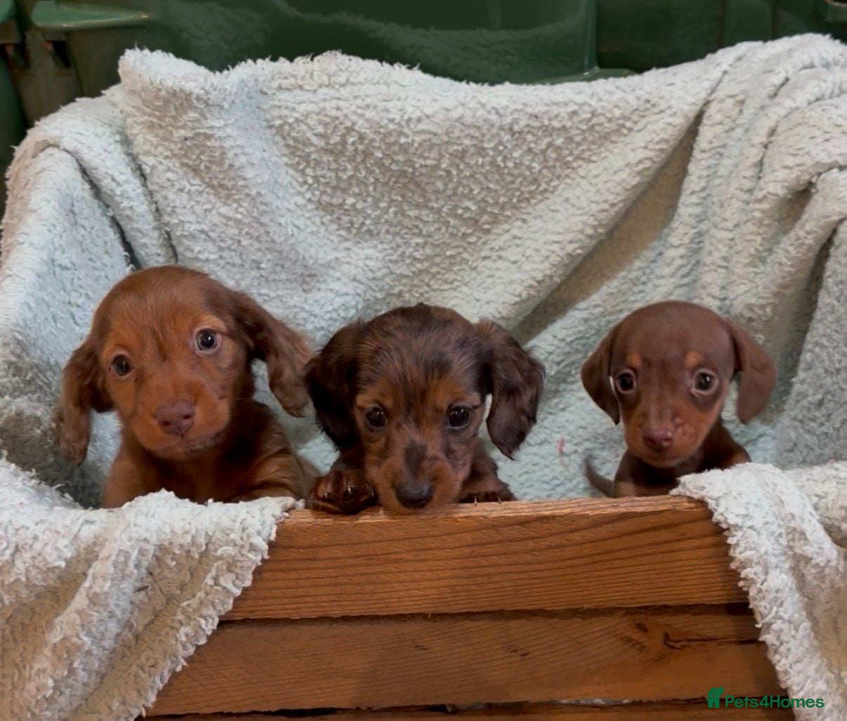 Dachshund dogs Miniature Dachshund puppies. Long hair and smooth - Advert 5