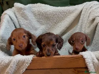 Dachshund dogs Miniature Dachshund puppies. Long hair and smooth - Advert 20
