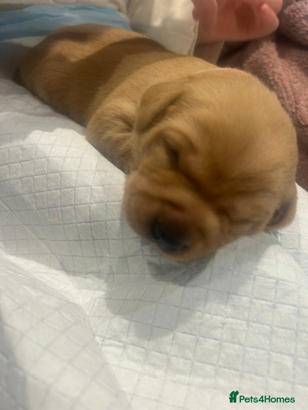 Labrador Retriever dogs for sale: Labrador puppies for sale  - Advert 24